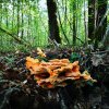 Champignon. Polypore soufré. La Jonchère. Aline Mériau